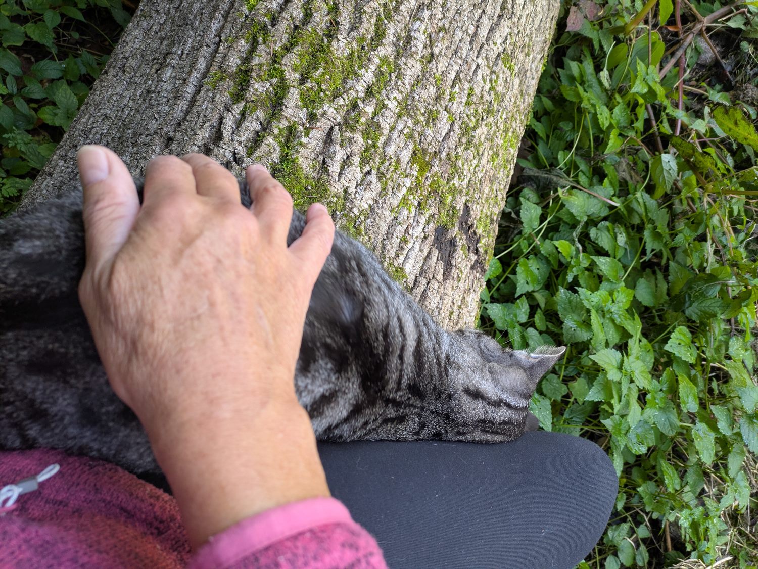 Eine Hand ruht am Stamm eines Baumes – gehalten und geerdet