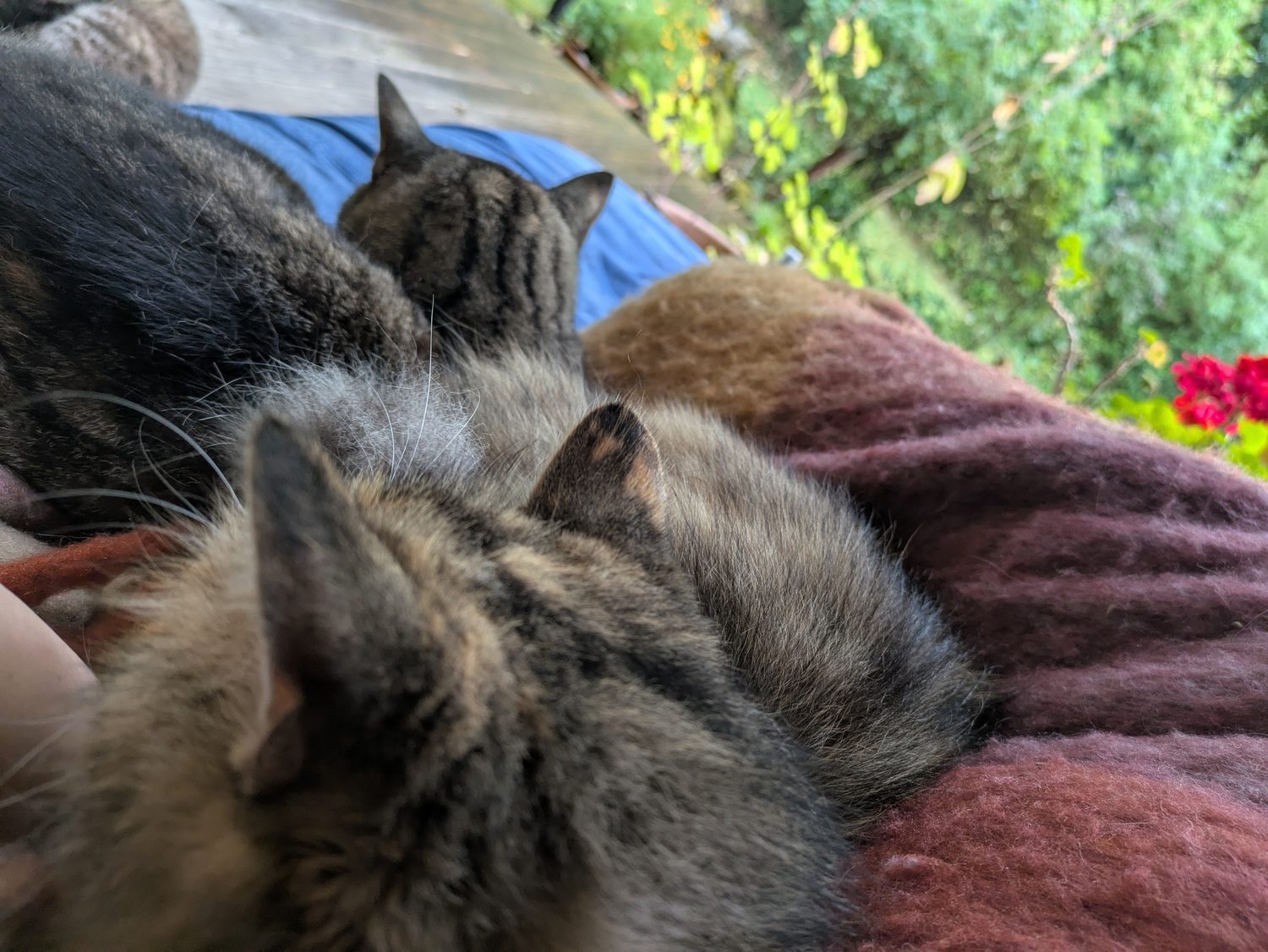 Zwei Katzen kuscheln sich auf einer warmen Decke eng aneinander – gehalten und geborgen