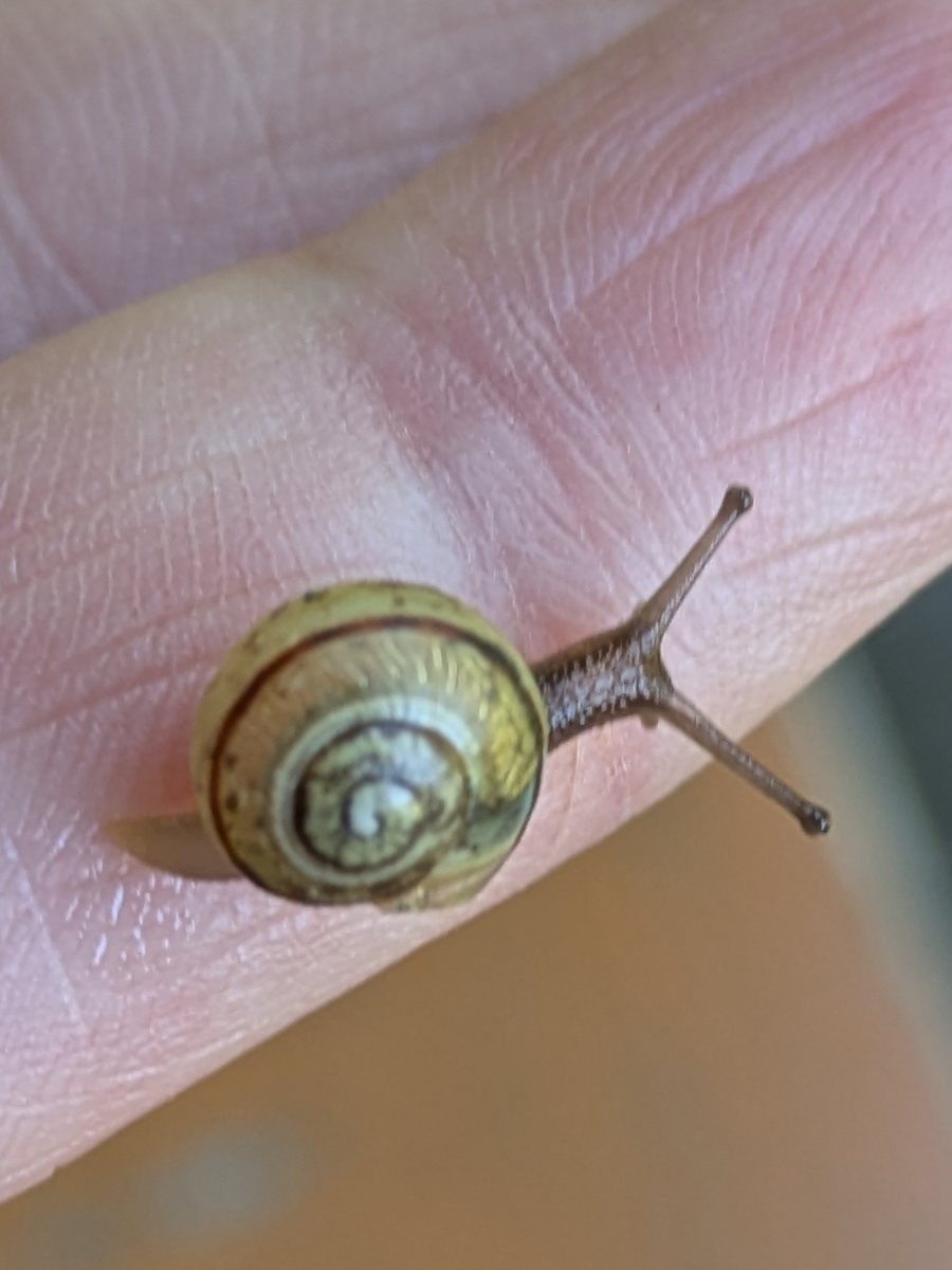 Eine kleine Schnecke ruht auf einer offenen Hand – achtsames, behutsames Wahrnehmen