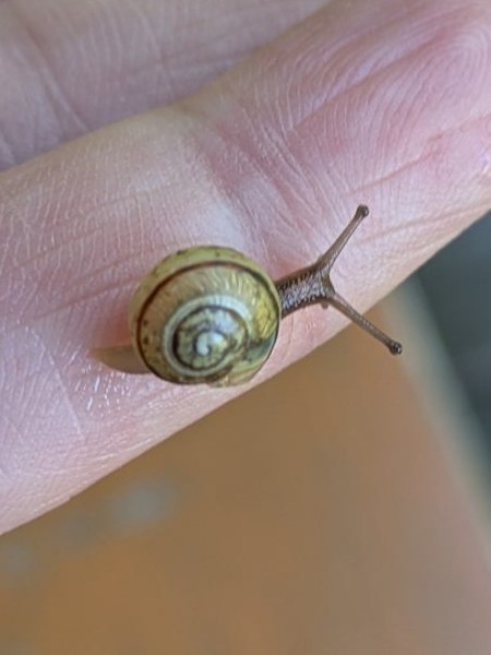 Eine kleine Schnecke ruht auf einer offenen Hand – achtsames, behutsames Wahrnehmen