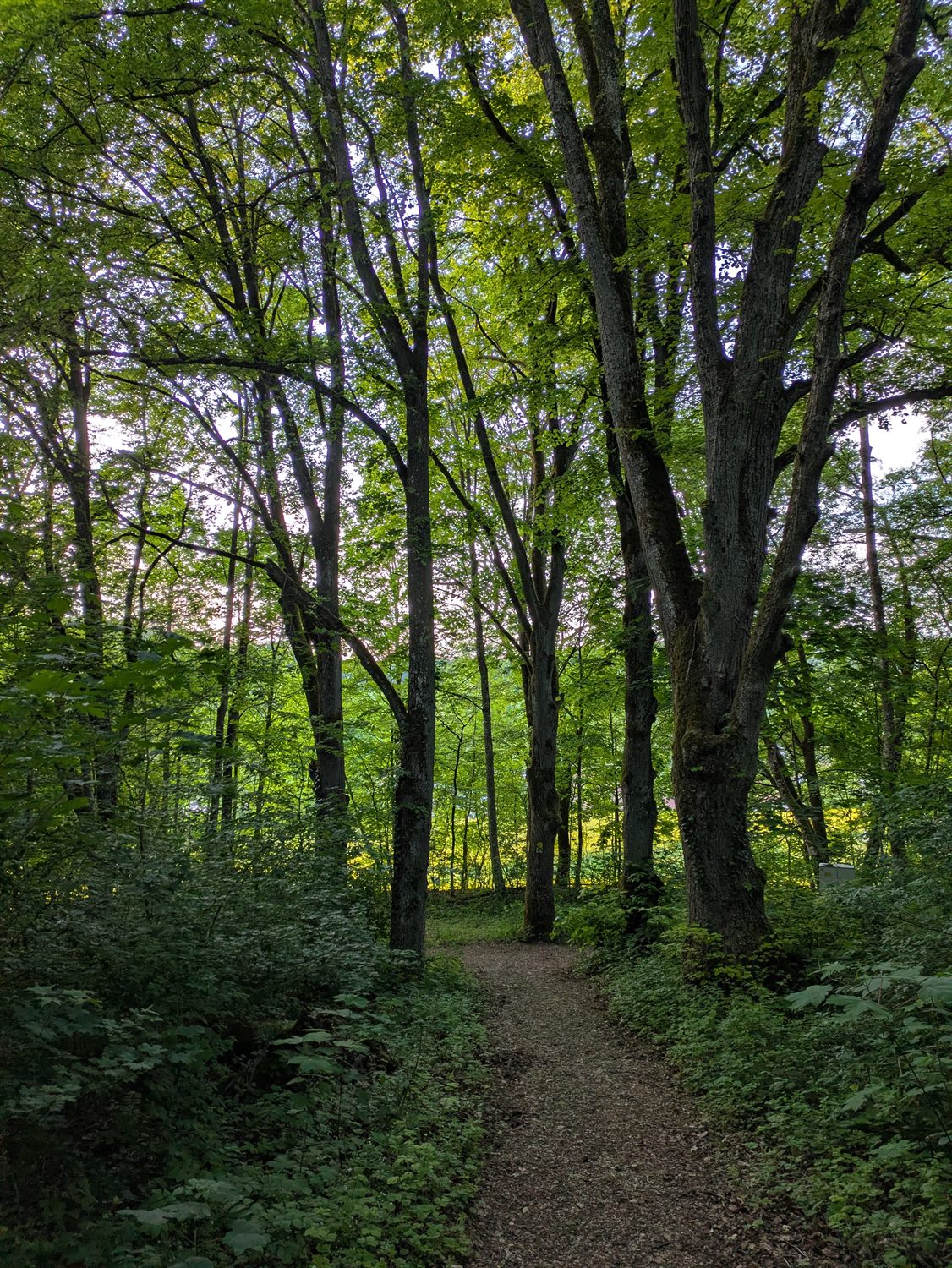 Sonniger Weg durch einen lichten, grünen Wald
